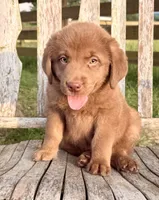 River -  Aussiedor, a male Australian Shepherd and Labrador Retriever for sale in Greers Ferry, AR – 1 of 10