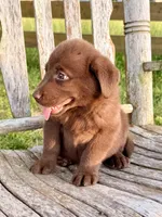 Brea -  Aussiedor, a female Australian Shepherd and Labrador Retriever for sale in Greers Ferry, AR – 9 of 10