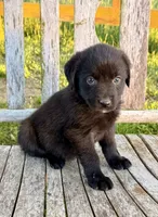 Bella -  Aussiedor, a female Australian Shepherd and Labrador Retriever for sale in Greers Ferry, AR – 10 of 10