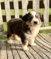 Garth, a male Australian Shepherd for sale in Greers Ferry, AR – 7 of 10
