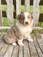 Reba, a female Australian Shepherd for sale in Greers Ferry, AR – 4 of 10