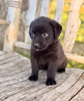 Bella -  Aussiedor, a female Australian Shepherd and Labrador Retriever for sale in Greers Ferry, AR – 6 of 10