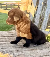 Baby -  Aussiedor, a female Australian Shepherd and Labrador Retriever for sale in Greers Ferry, AR – 6 of 10