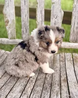 Fancy, a female Australian Shepherd for sale in Greers Ferry, AR – 10 of 10