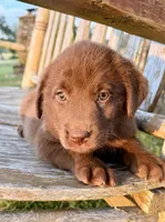 Brea -  Aussiedor, a female Australian Shepherd and Labrador Retriever for sale in Greers Ferry, AR – 4 of 10