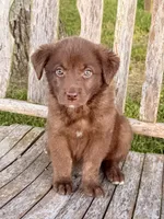 Rider -  Aussiedor, a male Australian Shepherd and Labrador Retriever for sale in Greers Ferry, AR – 6 of 10