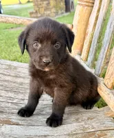 Bella -  Aussiedor, a female Australian Shepherd and Labrador Retriever for sale in Greers Ferry, AR – 9 of 10