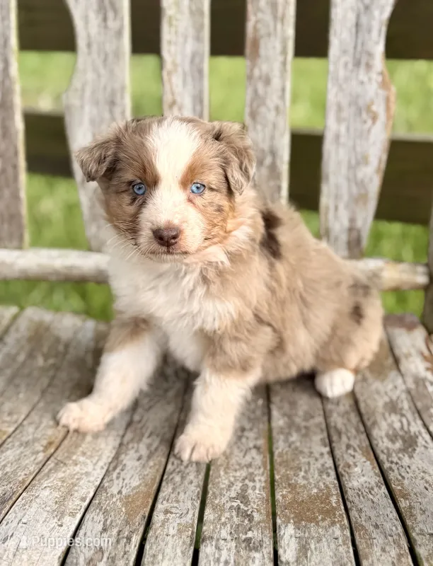 Reba – Australian Shepherd puppy for sale in Greers Ferry, AR