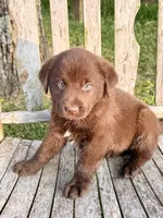 Brix -  Aussiedor, a female Australian Shepherd and Labrador Retriever for sale in Greers Ferry, AR – 8 of 10