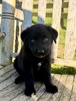 Rex -  Aussiedor, a male Australian Shepherd and Labrador Retriever for sale in Greers Ferry, AR – 6 of 10