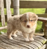 Luke, a male Australian Shepherd for sale in Greers Ferry, AR – 2 of 8
