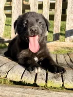 Rocky - Aussiedor, a male Australian Shepherd and Labrador Retriever for sale in Greers Ferry, AR – 10 of 10