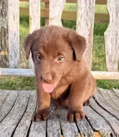 Brea -  Aussiedor, a female Australian Shepherd and Labrador Retriever for sale in Greers Ferry, AR – 7 of 10