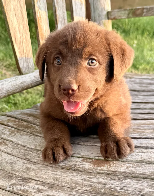 Brea -  Aussiedor – Australian Shepherd, Labrador Retriever puppy for sale in Greers Ferry, AR