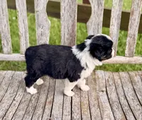 Ella, a female Australian Shepherd for sale in Greers Ferry, AR – 9 of 10