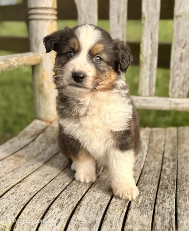 Garth – Australian Shepherd puppy for sale in Greers Ferry, AR