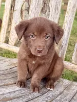 Rider -  Aussiedor, a male Australian Shepherd and Labrador Retriever for sale in Greers Ferry, AR – 4 of 10