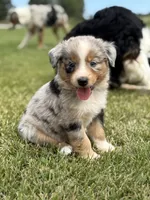 Reba, a female Australian Shepherd for sale in Greers Ferry, AR – Photo 1 of 10
