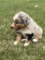 Reba, a female Australian Shepherd for sale in Greers Ferry, AR – Photo 4 of 10