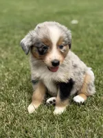 Reba, a female Australian Shepherd for sale in Greers Ferry, AR – Photo 10 of 10