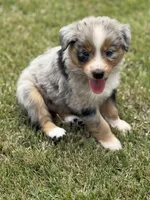 Reba, a female Australian Shepherd for sale in Greers Ferry, AR – Photo 3 of 10
