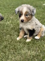 Reba, a female Australian Shepherd for sale in Greers Ferry, AR – Photo 2 of 10