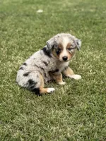 Reba, a female Australian Shepherd for sale in Greers Ferry, AR – Photo 6 of 10