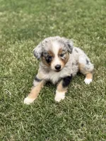 Reba, a female Australian Shepherd for sale in Greers Ferry, AR – Photo 9 of 10