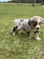 Reba, a female Australian Shepherd for sale in Greers Ferry, AR – Photo 8 of 10