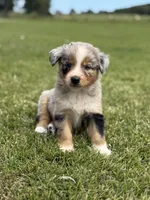 Reba, a female Australian Shepherd for sale in Greers Ferry, AR – Photo 5 of 10