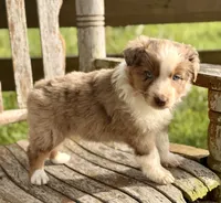 Reba, a female Australian Shepherd for sale in Greers Ferry, AR – 5 of 10