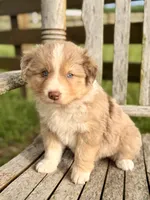 Luke, a male Australian Shepherd for sale in Greers Ferry, AR – 5 of 8