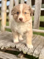 Luke, a male Australian Shepherd for sale in Greers Ferry, AR – 3 of 8