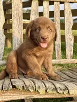 River -  Aussiedor, a male Australian Shepherd and Labrador Retriever for sale in Greers Ferry, AR – 6 of 10
