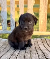 Bella -  Aussiedor, a female Australian Shepherd and Labrador Retriever for sale in Greers Ferry, AR – 5 of 10
