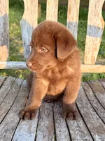 Brea -  Aussiedor, a female Australian Shepherd and Labrador Retriever for sale in Greers Ferry, AR – 2 of 10