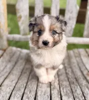Fancy, a female Australian Shepherd for sale in Greers Ferry, AR – 3 of 10