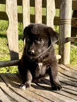 Rocky - Aussiedor, a male Australian Shepherd and Labrador Retriever for sale in Greers Ferry, AR – 5 of 10