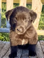 Baby -  Aussiedor, a female Australian Shepherd and Labrador Retriever for sale in Greers Ferry, AR – 1 of 10