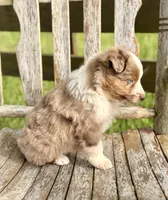 Reba, a female Australian Shepherd for sale in Greers Ferry, AR – 10 of 10