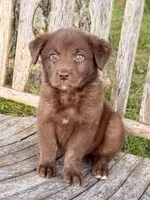 Rider -  Aussiedor, a male Australian Shepherd and Labrador Retriever for sale in Greers Ferry, AR – 3 of 10
