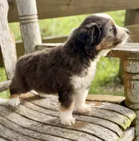 Garth, a male Australian Shepherd for sale in Greers Ferry, AR – 8 of 10