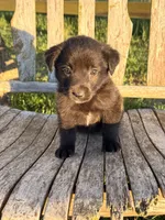 Baby -  Aussiedor, a female Australian Shepherd and Labrador Retriever for sale in Greers Ferry, AR – 10 of 10