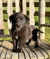 Rex -  Aussiedor, a male Australian Shepherd and Labrador Retriever for sale in Greers Ferry, AR – 7 of 10
