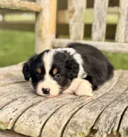 Ella, a female Australian Shepherd for sale in Greers Ferry, AR – 6 of 10