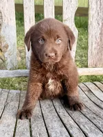 Brix -  Aussiedor, a female Australian Shepherd and Labrador Retriever for sale in Greers Ferry, AR – 3 of 10