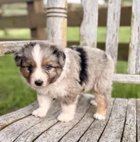 Fancy, a female Australian Shepherd for sale in Greers Ferry, AR – 6 of 10