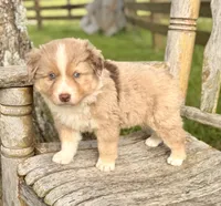 Luke, a male Australian Shepherd for sale in Greers Ferry, AR – 6 of 8