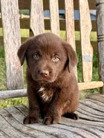 Brix -  Aussiedor, a female Australian Shepherd and Labrador Retriever for sale in Greers Ferry, AR – 2 of 10