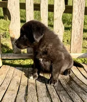 Rocky - Aussiedor, a male Australian Shepherd and Labrador Retriever for sale in Greers Ferry, AR – 8 of 10